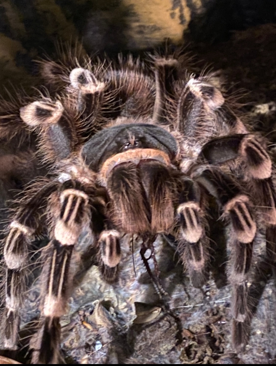 Acanthoscurria geniculata juvenil ca 5 cm