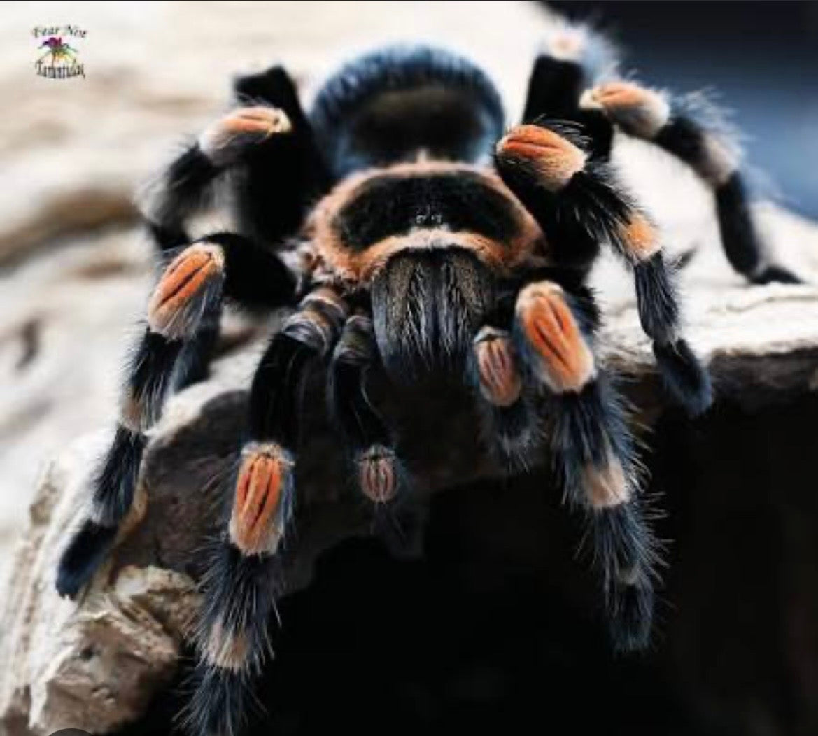 Brachypelma hamorii L3