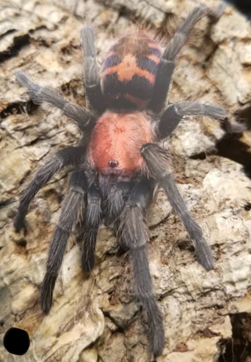 Davus pentaloris L5