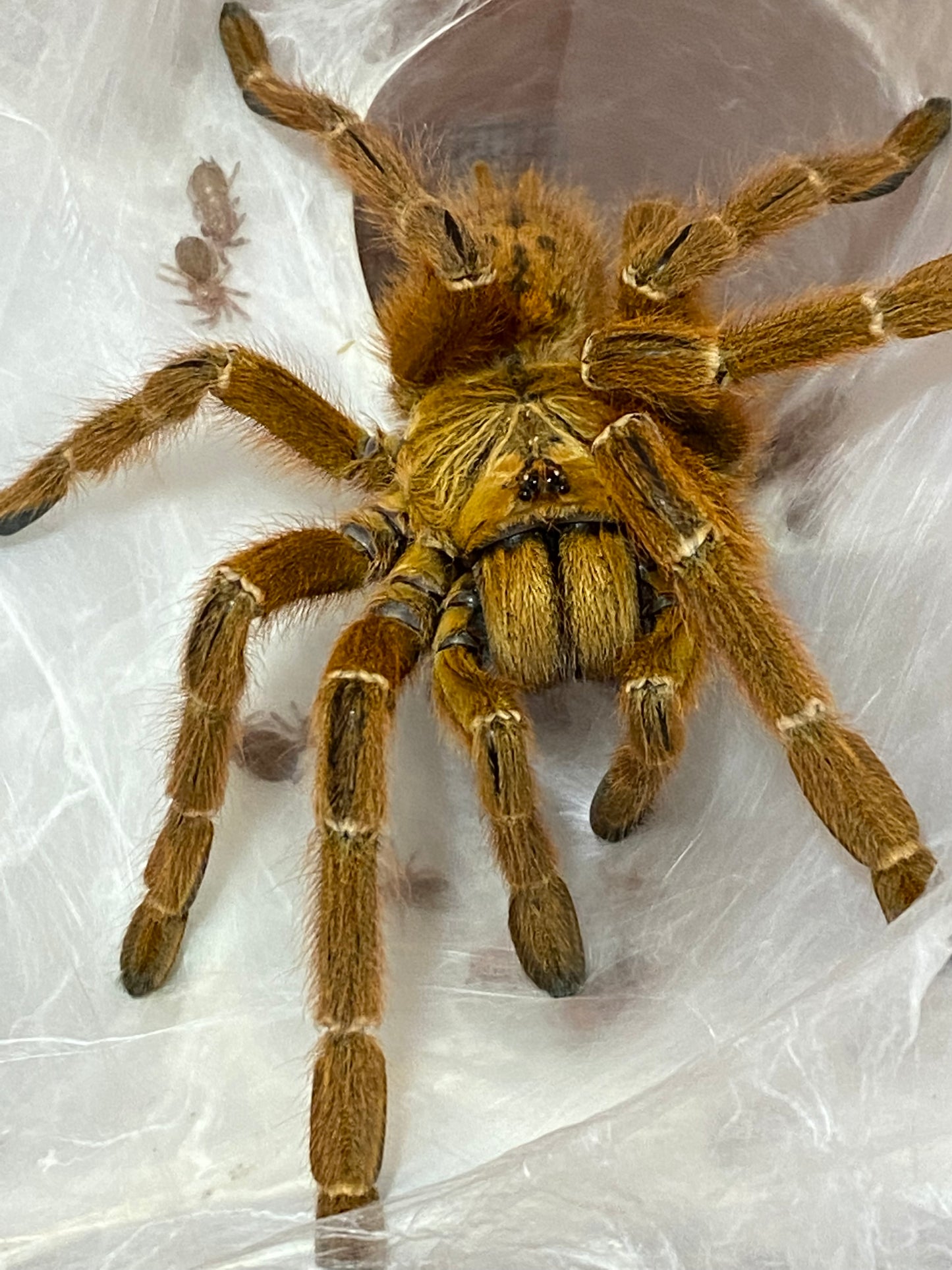 Pterinochilus murinus UMV 7 cm