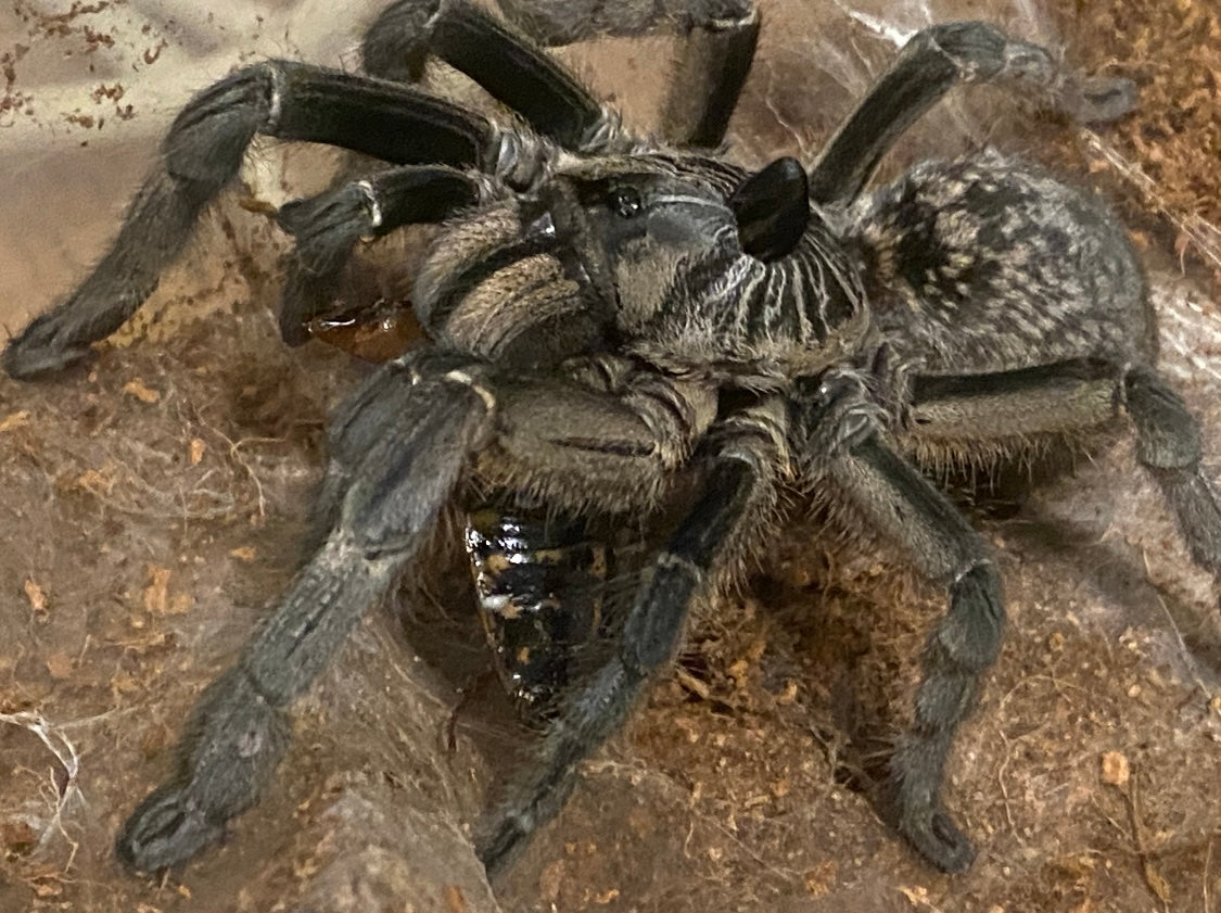 Ceratogyrus marshalli ca 6-7 cm