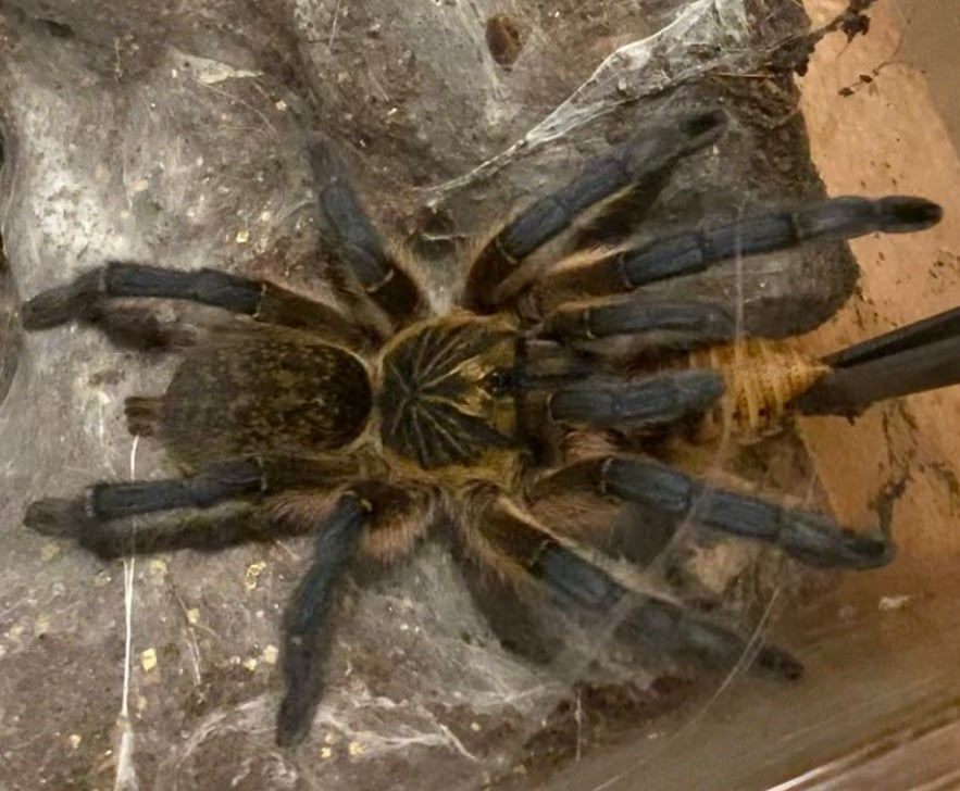 Harpactira pulchripes L2