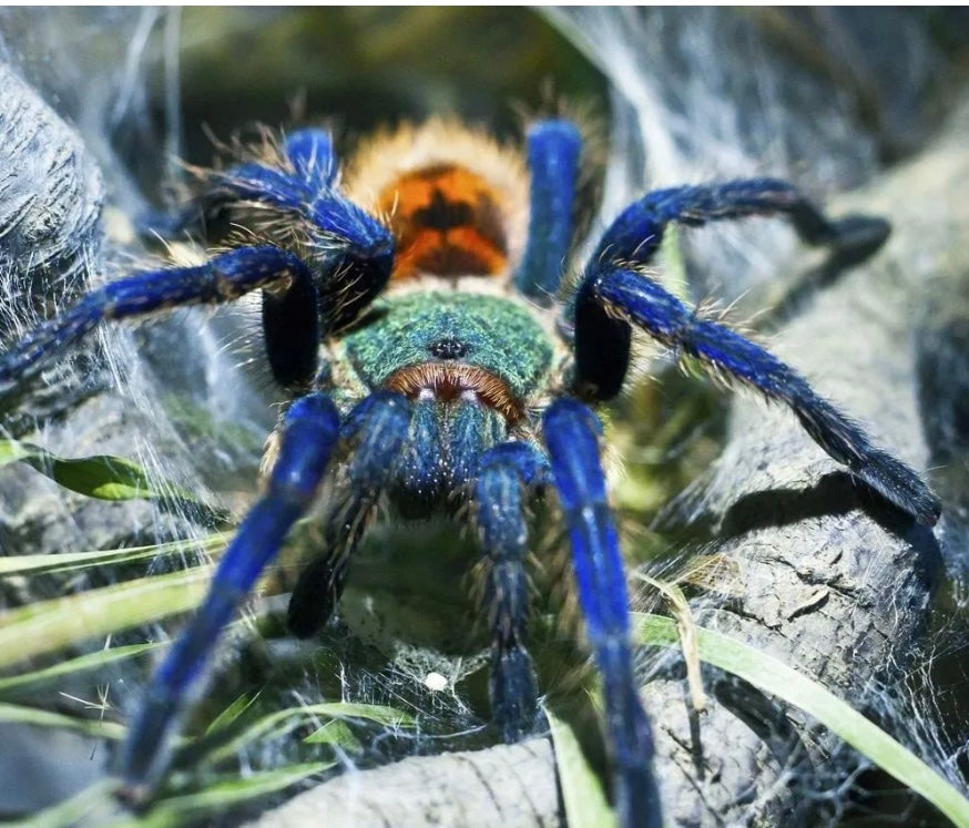 Chromatopelma cyaneopubescen L1