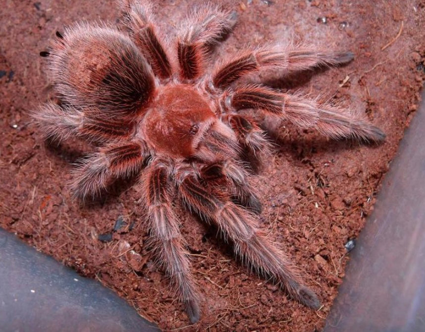 Grammostola rosea RCF L3-L4