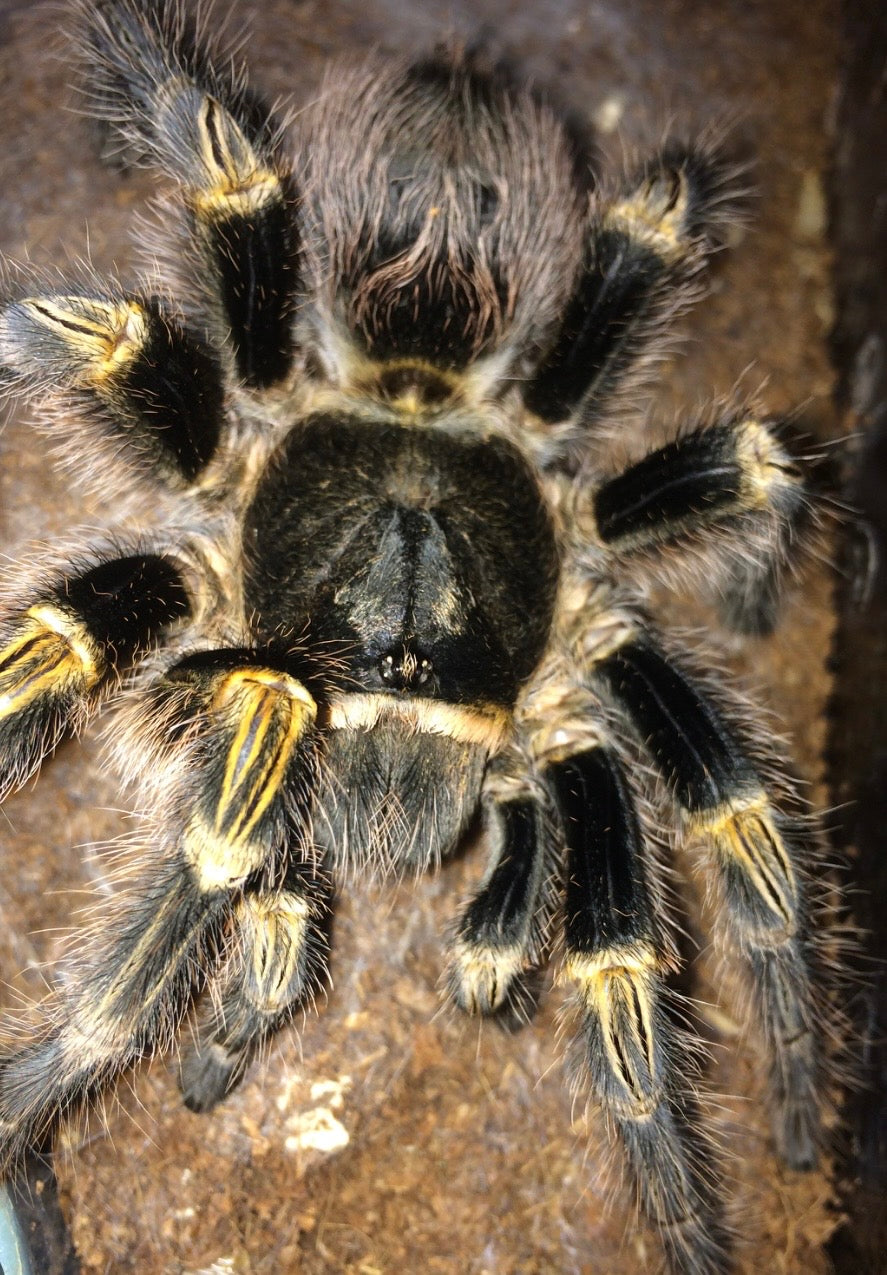 G. pulchripes juvenil ca 4 cm (chaco Golden Knee)