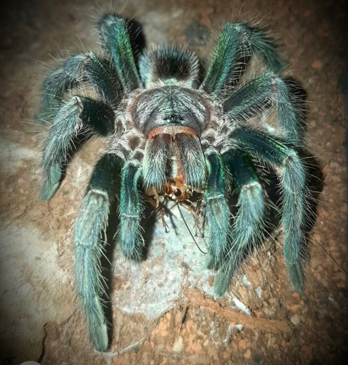 Phormictopus Sp Green/gold carapace L3/L4