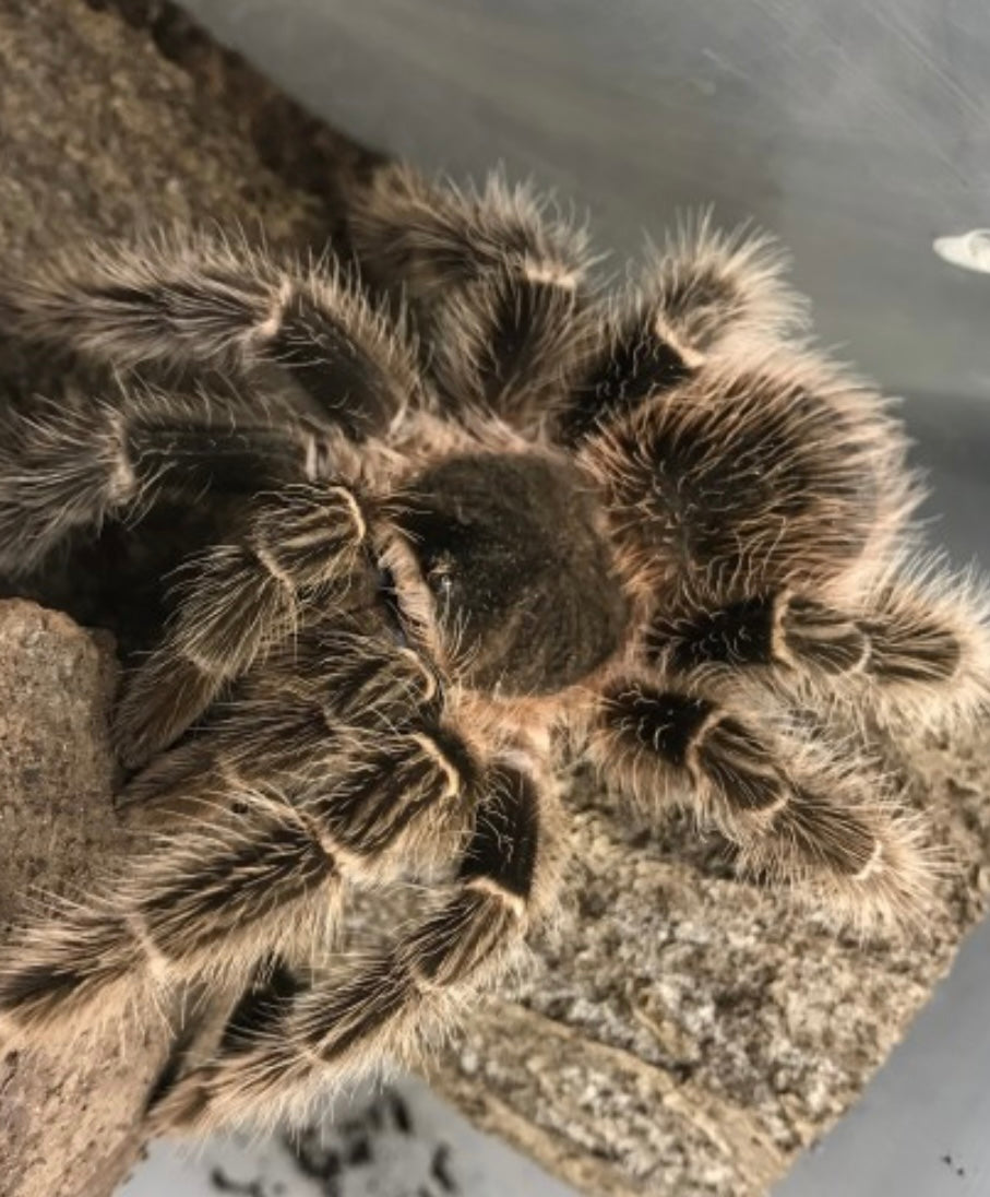 L. parahybana 2.5-3 cm