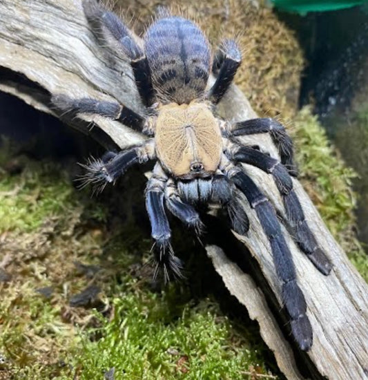 Phormingochilus Sp hati hati (ex Cyriopagopus sp hati hati) 4-5 cm