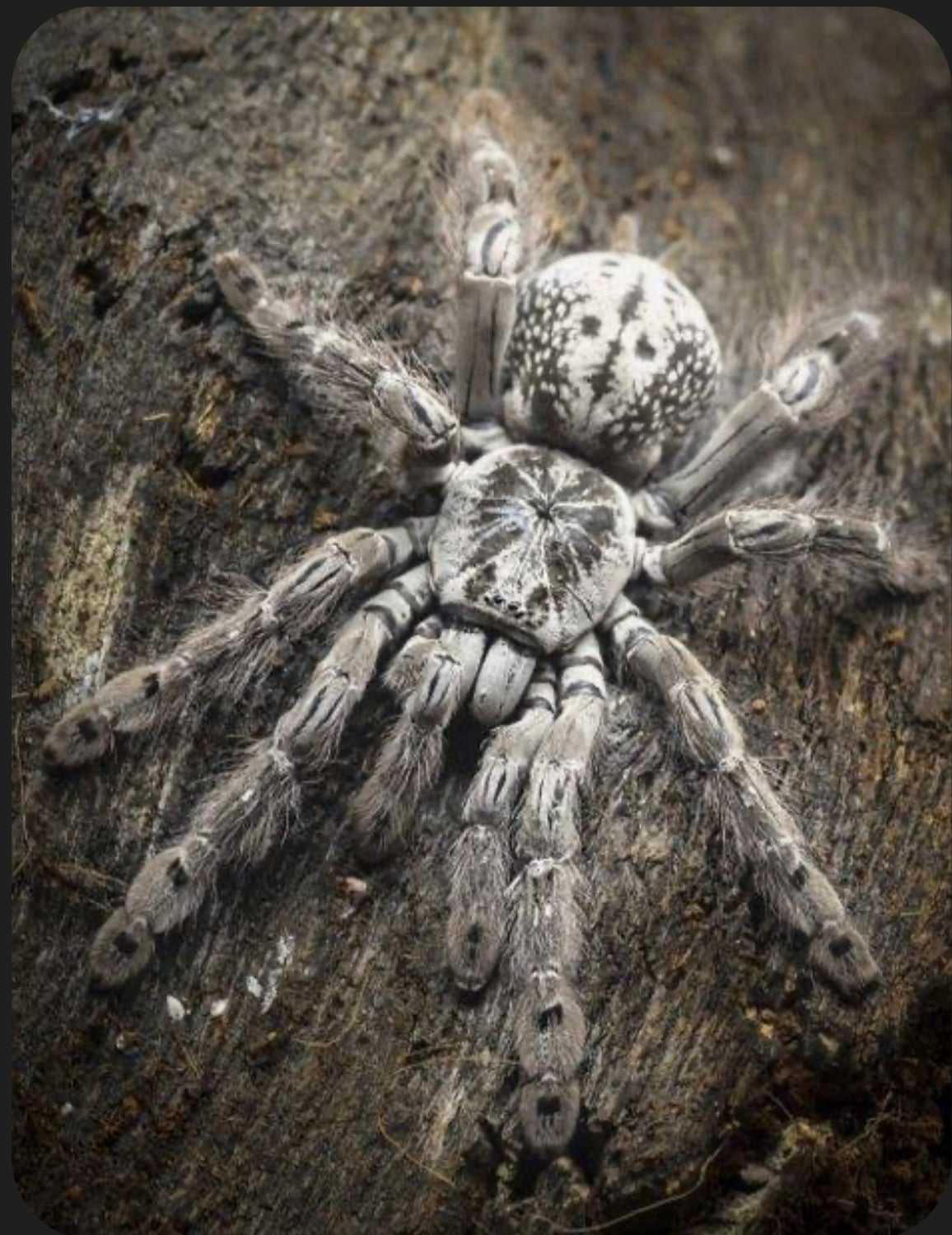 Heteroscodra maculata 2 cm
-Togo Starburst