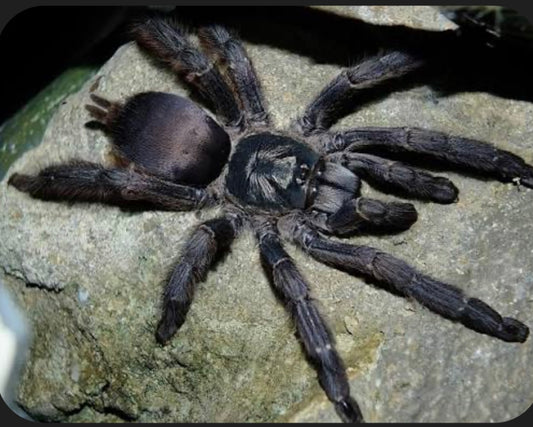 Tapinauchenius plumipes 1.5 cm