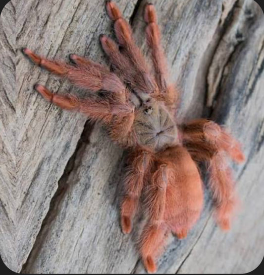 Amazonius germani 2cm