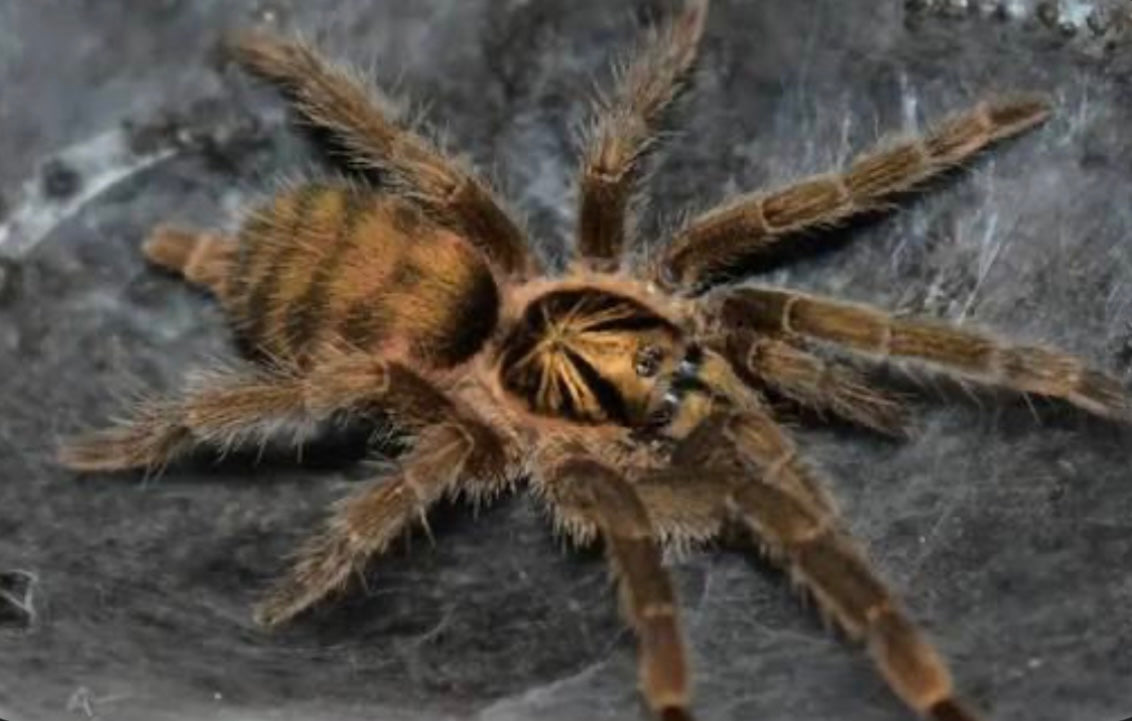 Neothele ince gold 2 cm (Dvärgspindel)