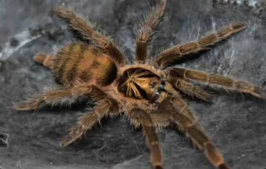 Neothele ince gold 2 cm (Dvärgspindel)