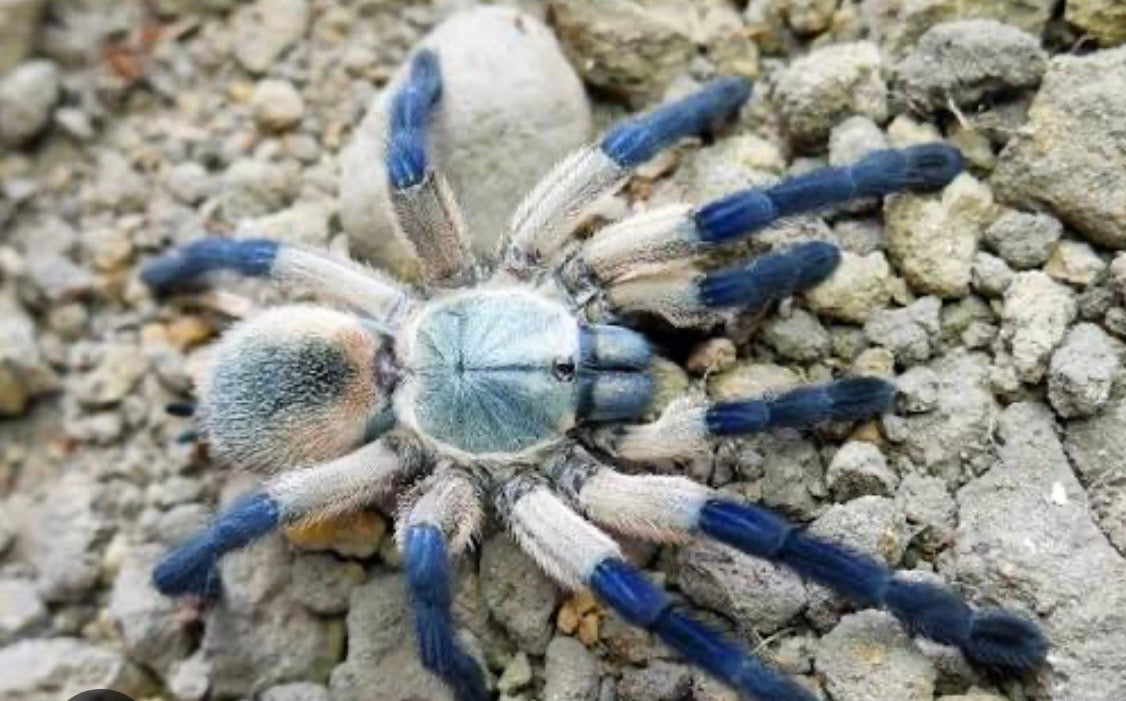 M. balfouri L2