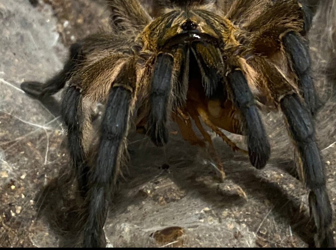Harpactira pulchripes L2
