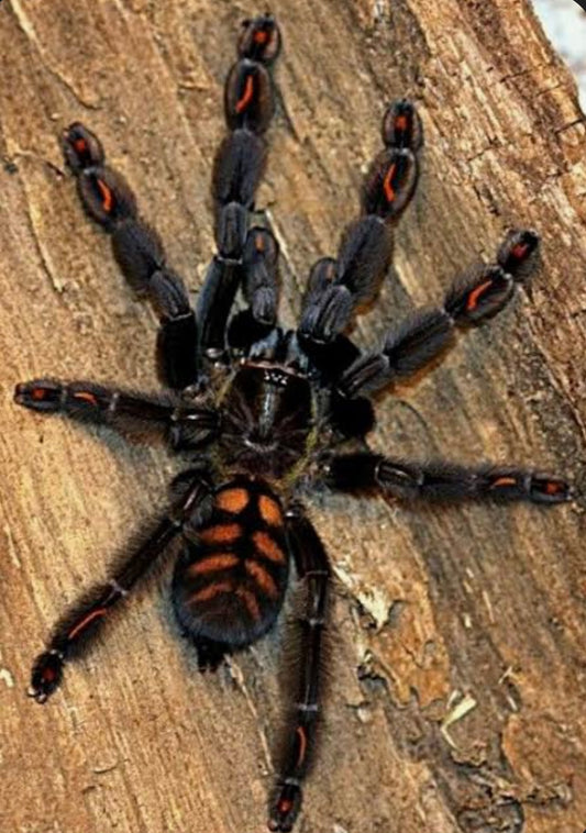 Psalmopeus irminia 3 cm ”Venezuelan suntiger”