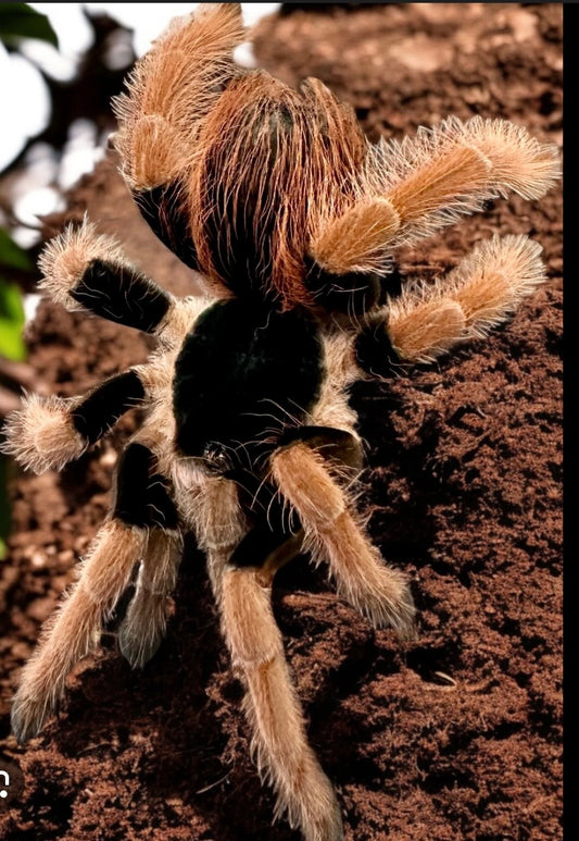 M. robustum L2. (the Colombian giant tarantula)
