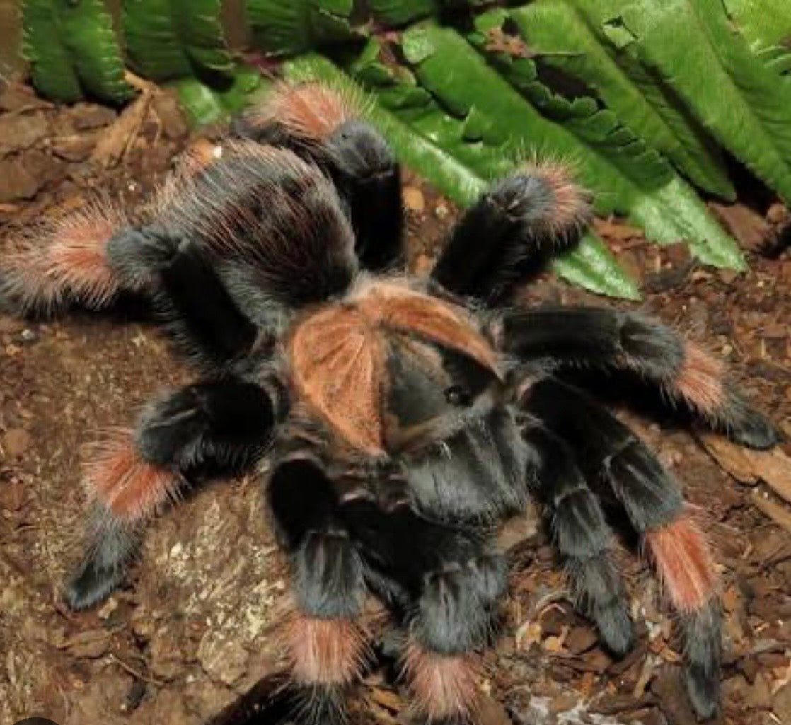 Brachypelma emilia juvenil ca 4cm