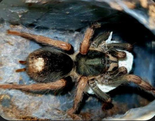 Kochiana brunnipes ”hona” 3 cm   ”dwarf pink leg”       (Dvärgspindel)