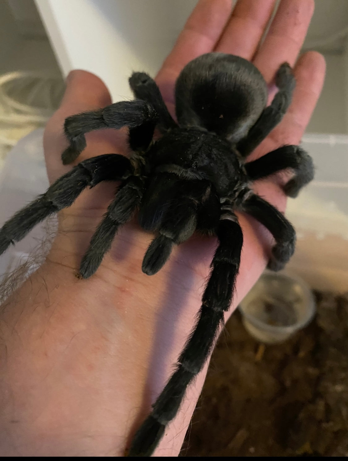 Grammostola pulchra L2 är den känd som men är i själva verket Grammostola quirogai