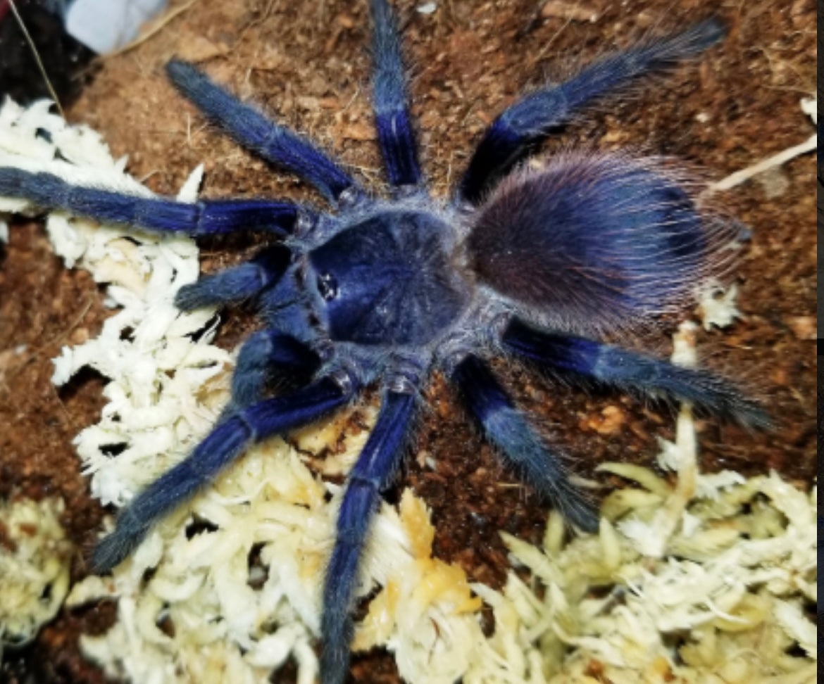 Lasiocyano sazimai L1