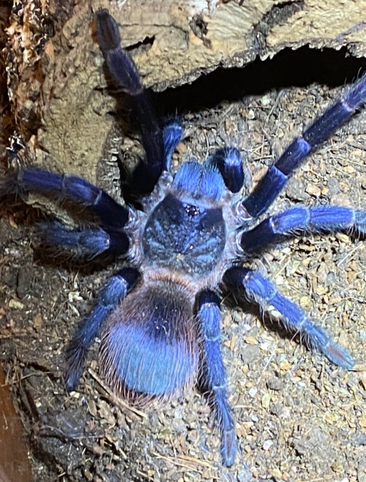 Lasiocyano sazimai juvenil 3.5-4 cm