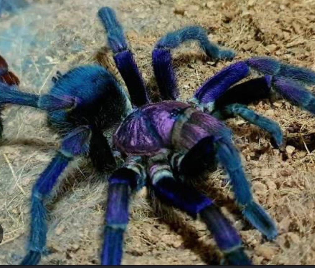 Phormictopus sp domenican purple L3