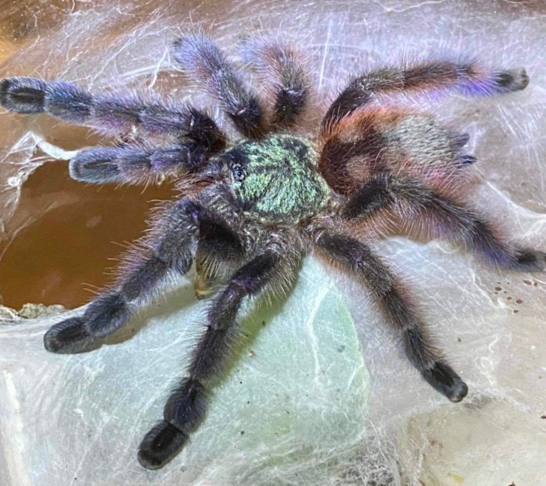 Caribena versicolor L2