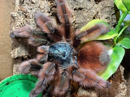 Caribena versicolor L2