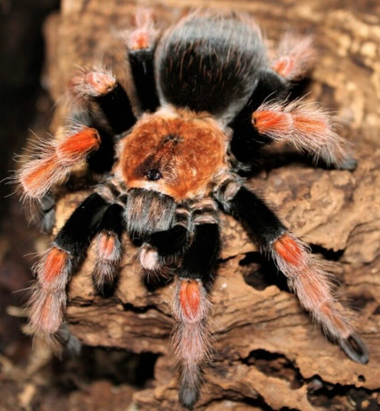 Brachypelma boehmei juvenil ca 4 cm