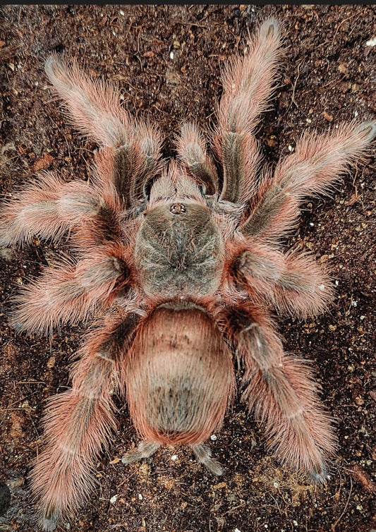 Nhandu tripepii 3.5 cm