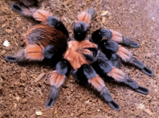 Brachypelma emilia L1