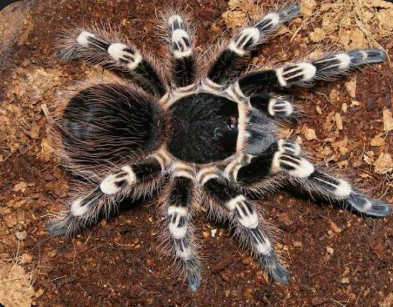 Acanthoscurria geniculata 1 cm