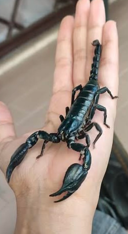 Heterometerus silinius