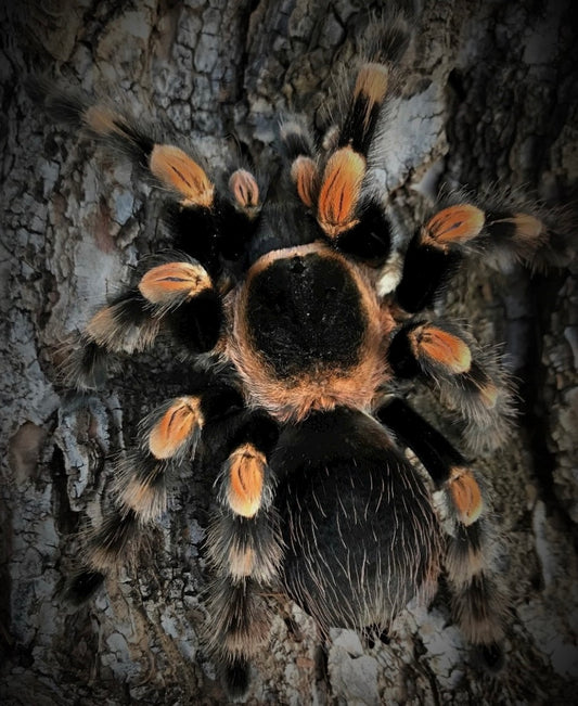 Brachypelma hamorii L1/L2 ca 1 cm