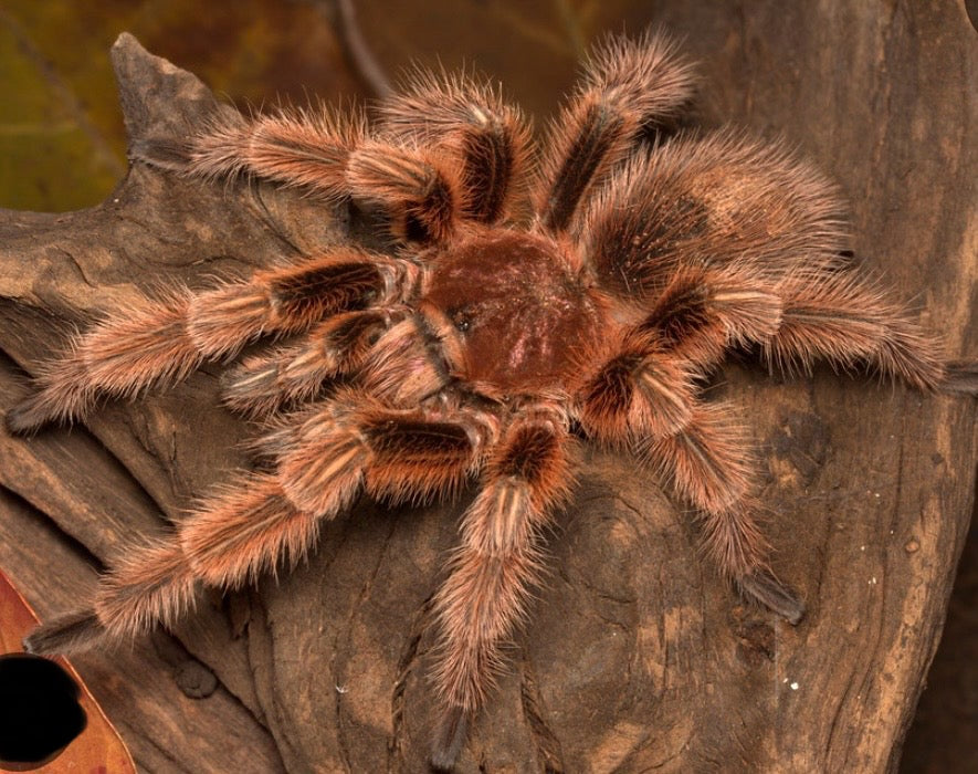 Grammostola rosea RCF      L3-L4