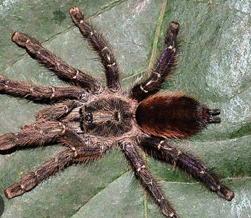 Ybrapora Sooretama L2